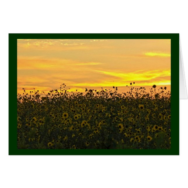 Sonnenblumen an der Dämmerung (Vorderseite (Horizontal))