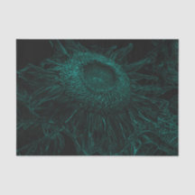 Sonnenblumen Aquamarine Grüne Schwarze Blüte Entde