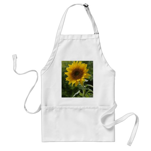 Sonnenblumen auf dem Gebiet Schürze (Vorne)