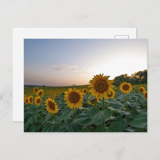 Sonnenblumen auf dem Poster Postkarte (Vorne/Hinten)