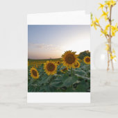 Sonnenblumen auf der Postkarte (Gelbe Blume)