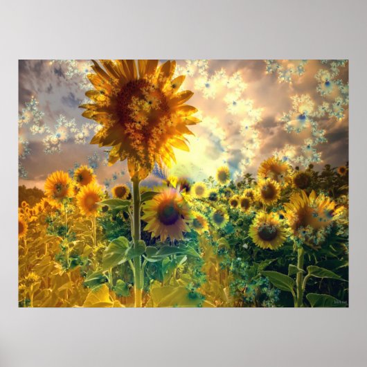 Sonnenblumen auf einem Feld - Poster (Vorne)