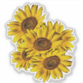 Sonnenblumen  aufkleber (Vorderseite)