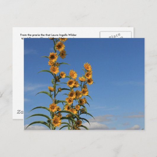 Sonnenblumen aus Minnesota Postkarte (Vorne/Hinten)