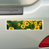 Sonnenblumen Autoaufkleber (Auf Auto)