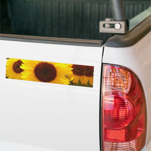 Sonnenblumen Autoaufkleber (Auf Lkw)