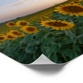 Sonnenblumen bei Dämmerung Poster (Ecke)