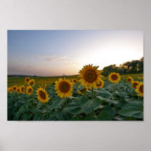 Sonnenblumen bei Dämmerung Poster
