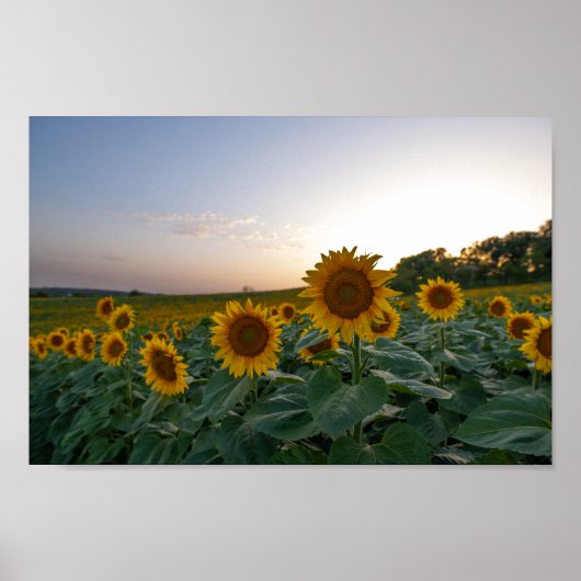 Sonnenblumen bei Dämmerung Poster (Vorne)