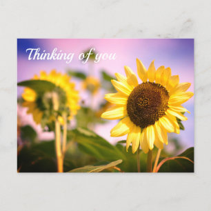 Sonnenblumen bei RHS Wisley, UK Denken Sie an Sie Postkarte