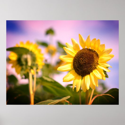 Sonnenblumen bei RHS Wisley, UK Poster (Vorne)