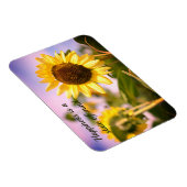 Sonnenblumen bei RHS Wisley, Vereinigtes Königreic Magnet (Rechte Seite)