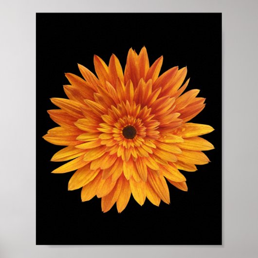 Sonnenblumen Blume Blume Poster (Vorne)