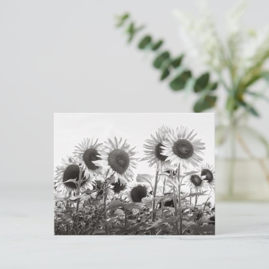 Sonnenblumen-Blume in Schwarz und Weiß Postkarte (Stehend Vorderseite)