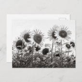 Sonnenblumen-Blume in Schwarz und Weiß Postkarte (Vorne/Hinten)
