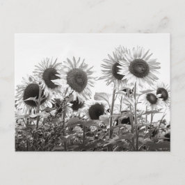 Sonnenblumen-Blume in Schwarz und Weiß Postkarte