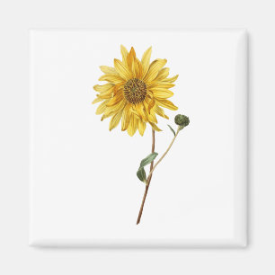 Sonnenblumen Blume Pflanze Blossom Blüte Magnet