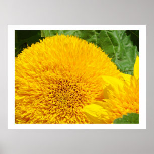 Sonnenblumen Blumen Feine Kunst druckt gelbe Blume Poster