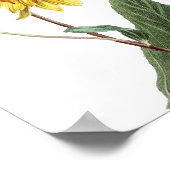 Sonnenblumen-Botanische-Illustration Blumenbild Poster (Ecke)