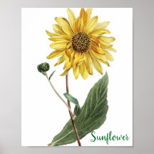 Sonnenblumen-Botanische-Illustration Blumenbild