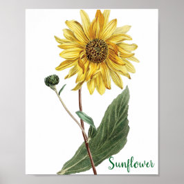 Sonnenblumen-Botanische-Illustration Blumenbild Poster
