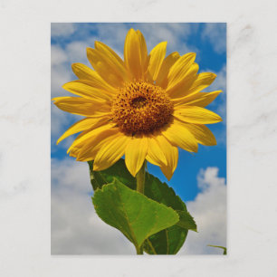 Sonnenblumen Botanisches Paradies Bright Sommer Postkarte