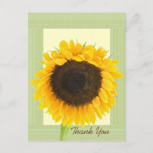 Sonnenblumen-Dankeschön-Streifenrand Postkarte