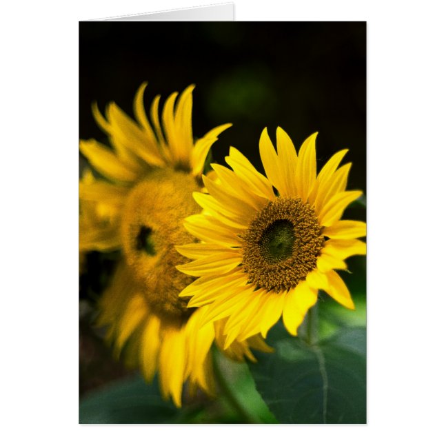 Sonnenblumen, die die Sonne aufsaugen. (Vorne)