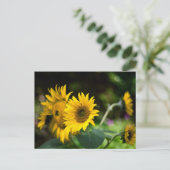 Sonnenblumen, die die Sonne aufsaugen. Postkarte (Stehend Vorderseite)
