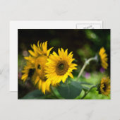 Sonnenblumen, die die Sonne aufsaugen. Postkarte (Vorne/Hinten)
