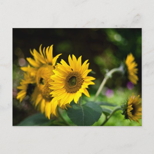 Sonnenblumen, die die Sonne aufsaugen. Postkarte (Vorderseite)