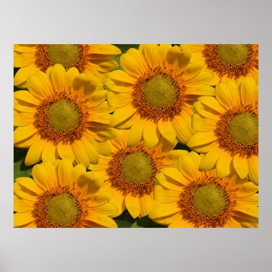 Sonnenblumen drucken poster (Vorne)