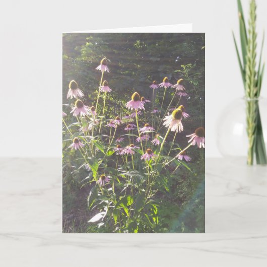 Sonnenblumen-Echinacea Karte (Vorderseite)