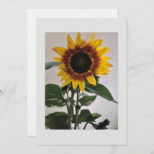 Sonnenblumen einfache Karte für handgeschriebene (Vorne/Hinten)