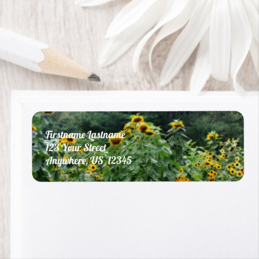 Sonnenblumen entlang Stone Wall Orton Wirkung Adre (Insitu)