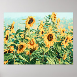 Sonnenblumen Feld Gelb Aquamariner Blumengarten Ku Poster