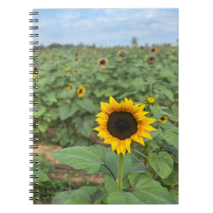 Sonnenblumen-Feldfotografie-Farm Notizblock