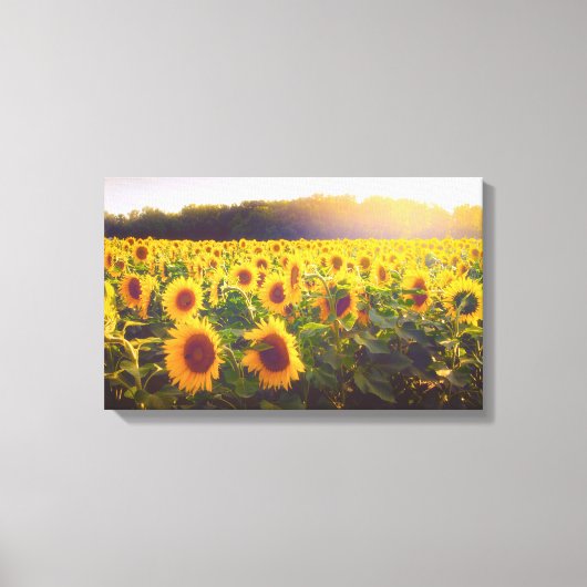 Sonnenblumen Foto Leinwand (Vorderseite)