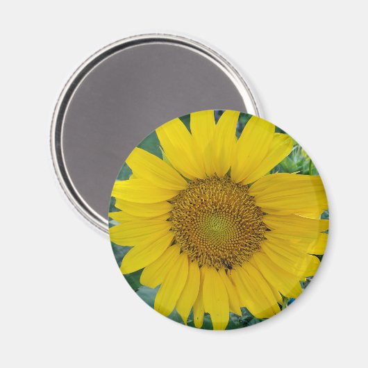 Sonnenblumen-Foto Magnet (Vorderseite/Rückseite)