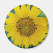 Sonnenblumen-Foto Magnet (Vorne)