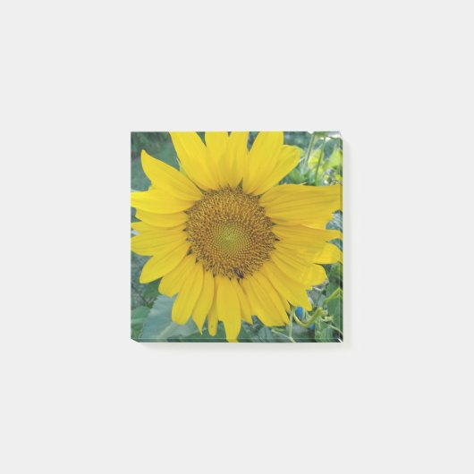 Sonnenblumen-Foto Post-it Klebezettel (Vorderseite)