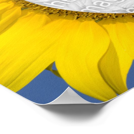 Sonnenblumen-Foto Poster (Ecke)