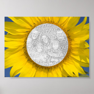 Sonnenblumen-Foto Poster