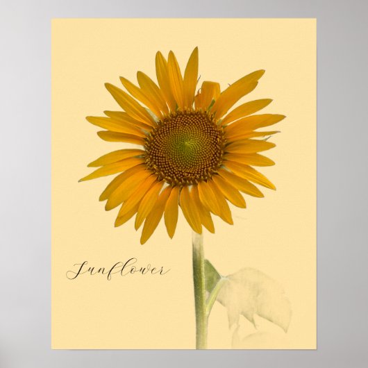 Sonnenblumen-Foto-Poster Poster (Vorne)