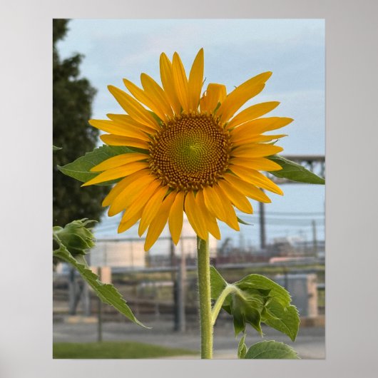 Sonnenblumen-Foto-Poster Poster (Vorne)