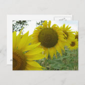 Sonnenblumen Foto Postkarte (Vorne/Hinten)