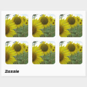 Sonnenblumen Foto Square Sticker, glänzend Quadratischer Aufkleber (Blatt)