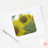 Sonnenblumen Foto Square Sticker, glänzend Quadratischer Aufkleber (Umschlag)