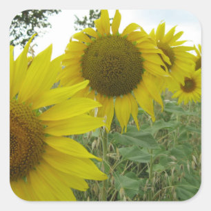 Sonnenblumen Foto Square Sticker, glänzend Quadratischer Aufkleber