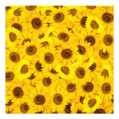 Sonnenblumen Fotodruck (Vorne)